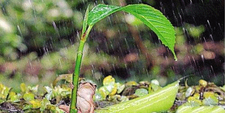 人類智慧的打傘青蛙，懂得為用葉子為自己遮風擋雨究竟是真是假？