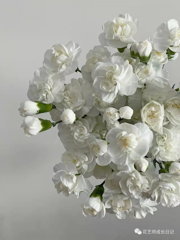 每日一花 | 茉莉多丁，明明是康乃馨，卻開成茉莉花~vol.28