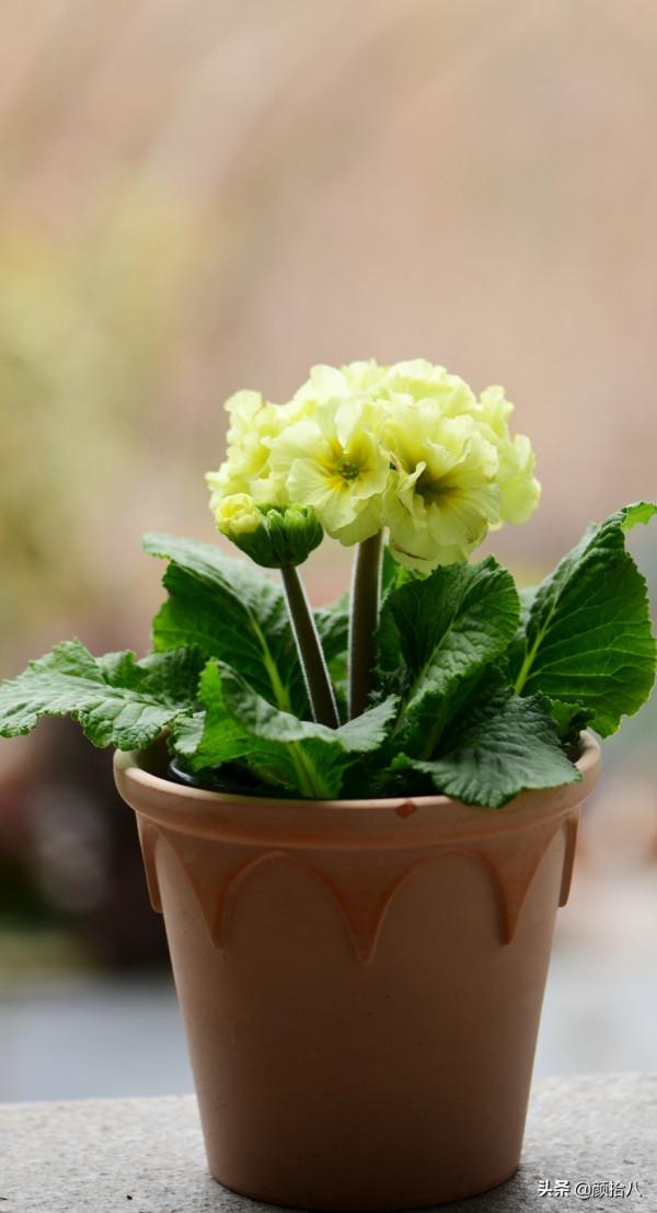 萬物起始，立春暖陽下，等待花園甦醒 &vert; 園丁