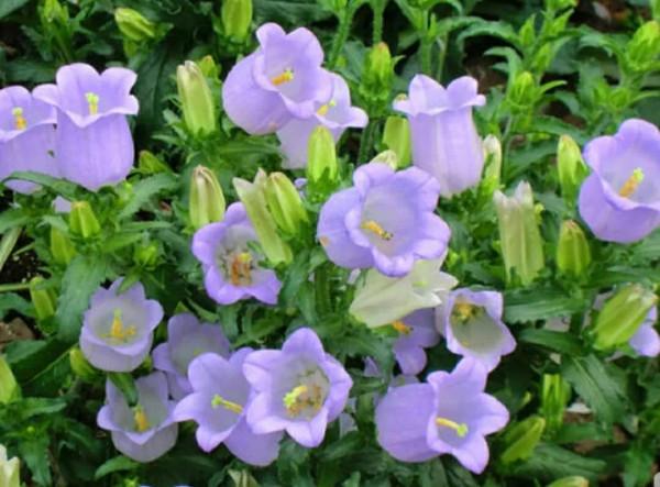 鈴兒響叮噹，迷你三胞胎：風鈴草，鈴蘭，鈴鐺花。你能分清嗎？