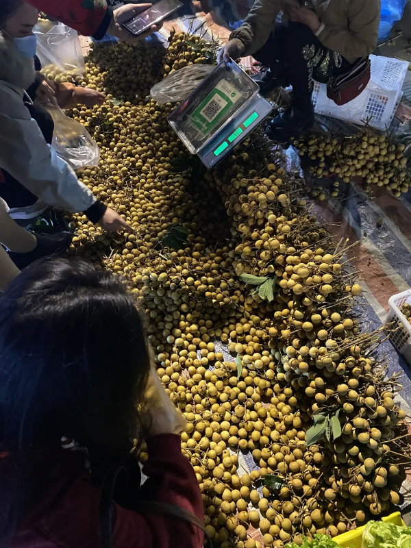 雲南紅河蒙自，大樹寨夜市