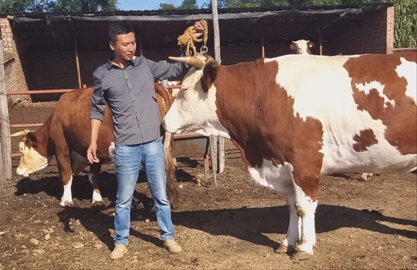 他養的羊被人搶著收購,牛比別人多賣三千元,18年銷售額五千萬元 他養的羊被人搶著收購,牛比別人多賣三千元,18年銷售額五千萬元