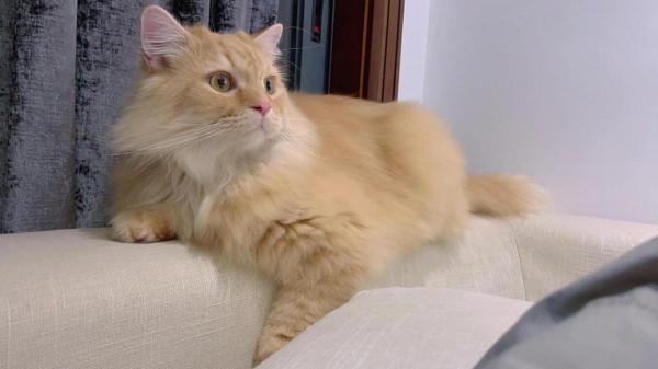 親愛的玎璫璫呀,你在喵星還好嗎? 親愛的玎璫璫呀,你在喵星還好嗎?