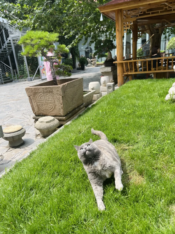 逗貓棒?都快把貓玩成花啦 逗貓棒?都快把貓玩成花啦