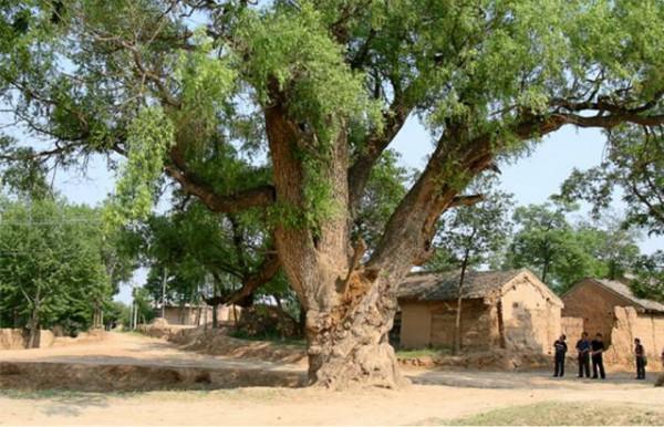 漢有衛青、霍去病，唐有李靖、薛仁貴，那麼清朝有哪些名將呢