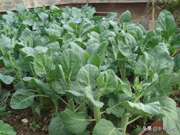 芥藍被稱為“抗癌蔬菜”，如何高產栽培？3分鐘學會