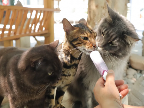 觀復貓新品:兩腳獸可吸貓“條” 觀復貓新品:兩腳獸可吸貓“條”