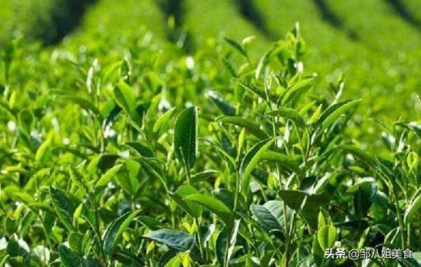 江蘇人只喝碧螺春？當地人：真沒見識，我們那裡好茶喝不過來