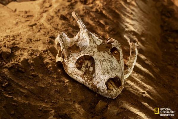 這一大片垃圾堆，竟藏滿了遠古寶藏