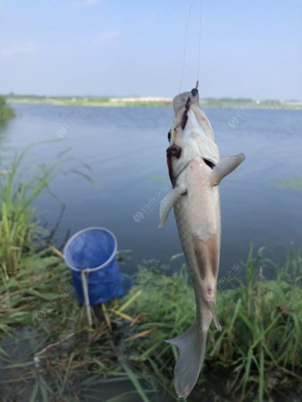 2021垂釣日誌之48，白馬湖高溫揮汗提鯽忙