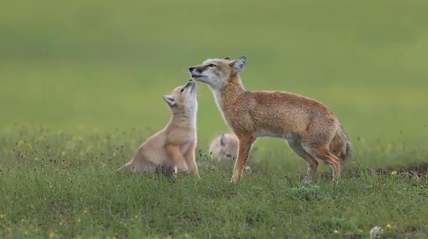 內蒙古草原發現一種“長腿”狐狸,自己不建房,喜歡霸佔他人洞穴 內蒙古草原發現一種“長腿”狐狸,自己不建房,喜歡霸佔他人洞穴