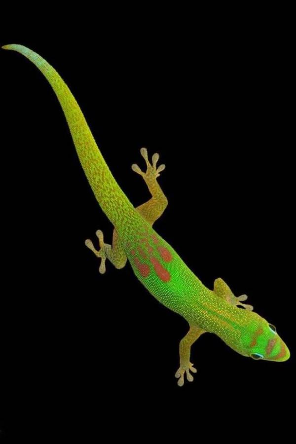 《動物世界》的掙扎•螳螂 壁虎 麋鹿 馬 獅虎豹 豺狼 鷹