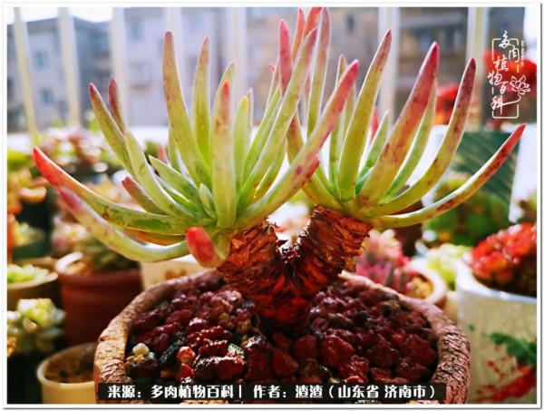 一個不稱職90後的闡述：何以解憂？唯有多肉