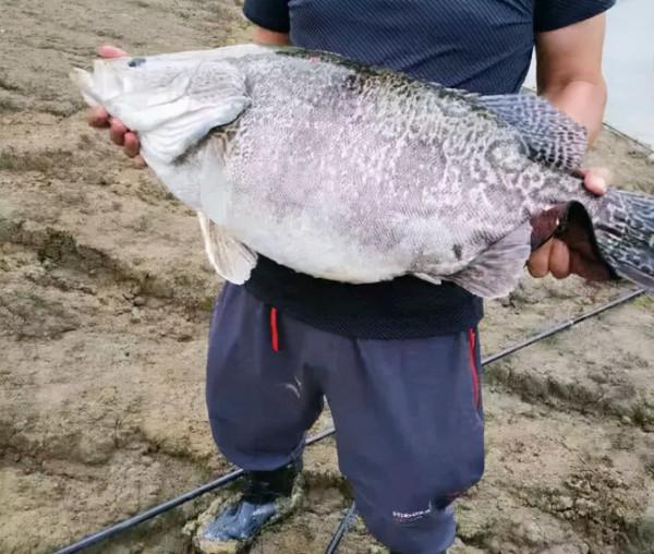 秋季野釣神餌盤點，有些釣點就能找到，誰用誰知道