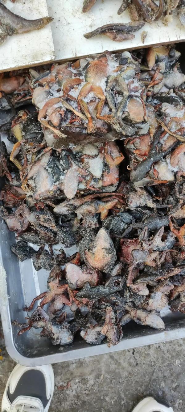 已經被國家所承認，列為水產養殖了