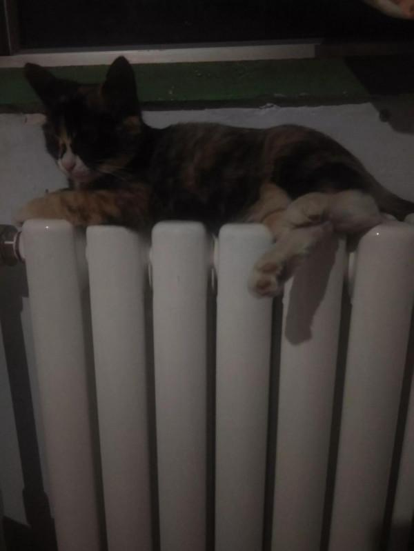 貓咪的溫暖來了