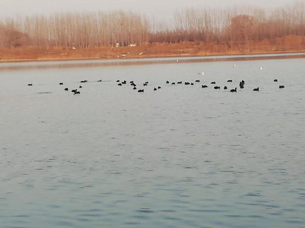 濰水攬月橋北出現大批野鴨群