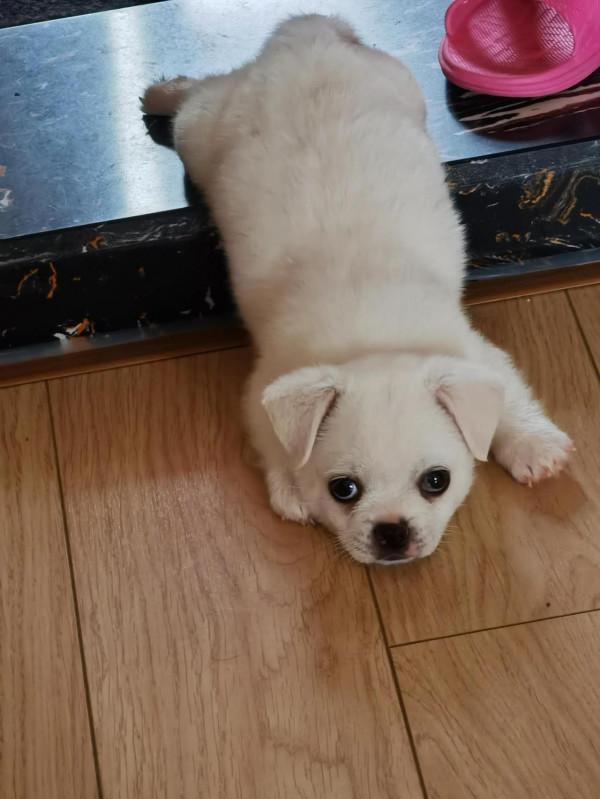 小狗飯糰兒,希望你開心 小狗飯糰兒,希望你開心