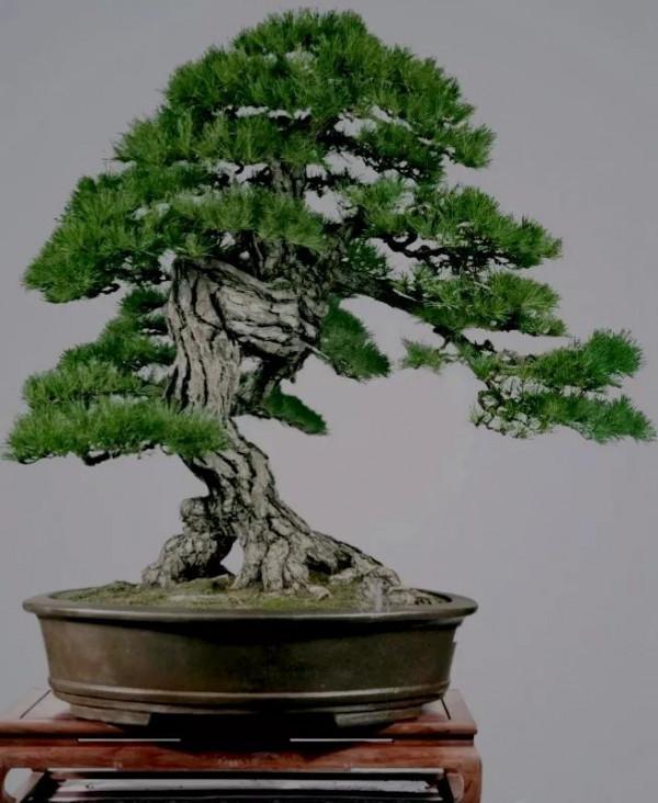 古鎮經典盆景欣賞