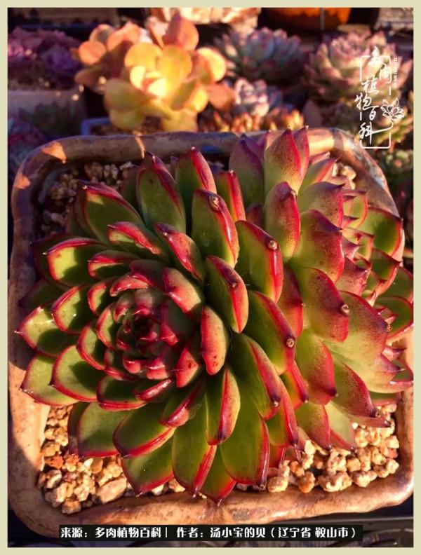 大東北的漫長冬季，我與多肉一起冬眠