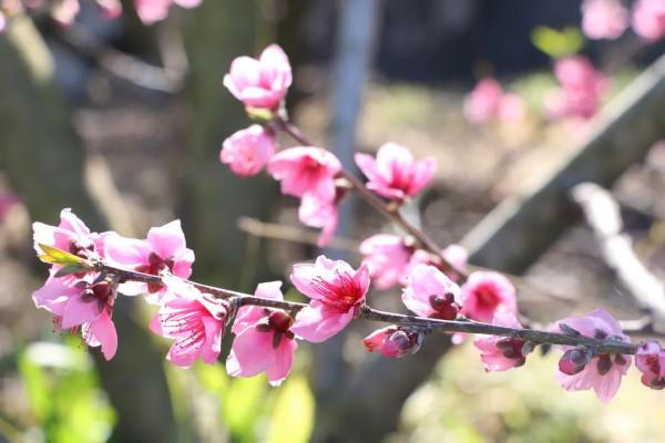絕美！蒙自萬畝桃花開~
