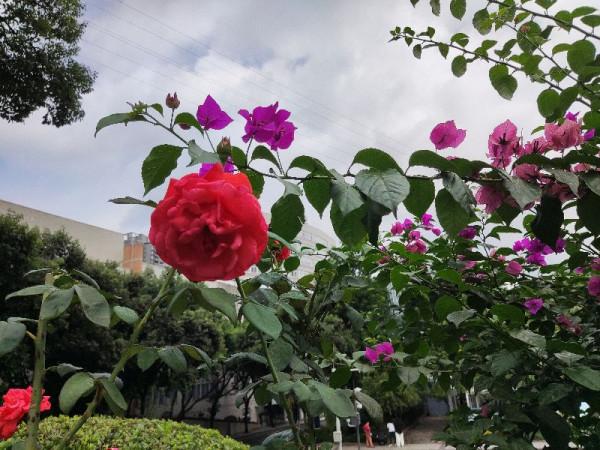 你是否也一樣,遇到漂亮的花花忍不住拍一拍 你是否也一樣,遇到漂亮的花花忍不住拍一拍