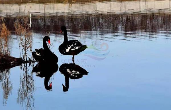 黑天鵝有多美？可克達拉天鵝湖新成員優雅出鏡