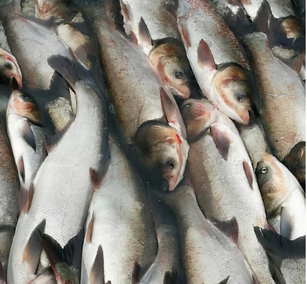 鰱魚的“尷尬”：食性廣、產量量也不低，為何野生的卻難見蹤影？