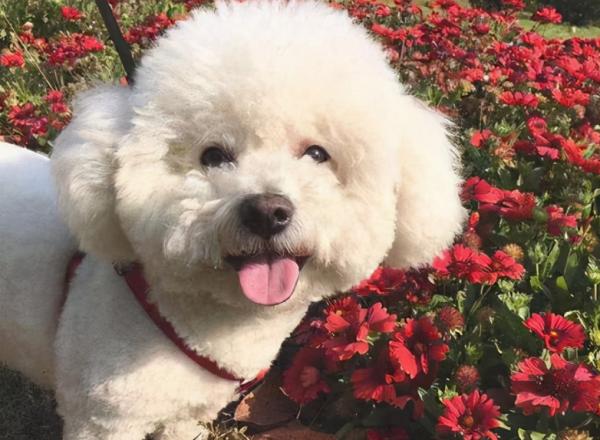 比熊犬舔主人嘴巴，其實有很多原因，不止是愛你