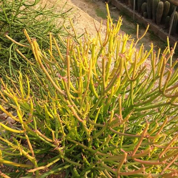 超萌多肉植物“光棍樹”有毒嗎？能養家裡嗎？種植需要注意什麼？