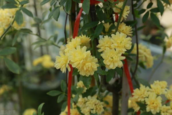 這6種花，栽到院裡不用管，年年到時間就開花