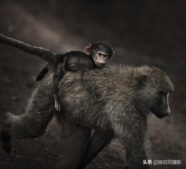 那庫魯保護區,成全你的瀟灑與冒險 那庫魯保護區,成全你的瀟灑與冒險