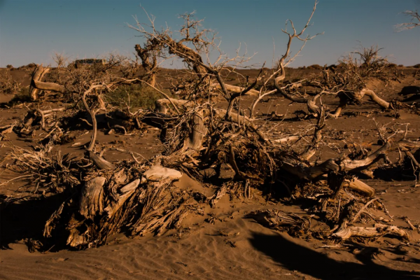 毫無懸念!今年最美的國內秋天,果然還是額濟納 毫無懸念!今年最美的國內秋天,果然還是額濟納