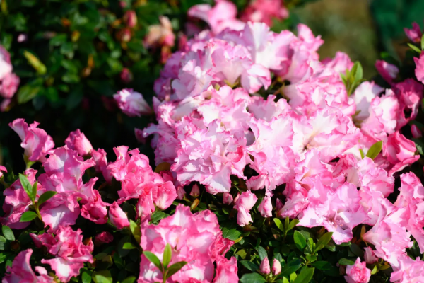 新春佳節到，迎春花展來，騰衝這片近萬平米花卉展區等你打卡啦！