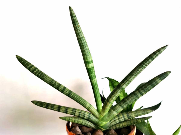 5種“氣質綠植”,氣質好有品味,還能增強室內層次感 5種“氣質綠植”,氣質好有品味,還能增強室內層次感