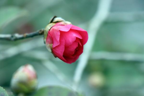 雙11花草“值得買”清單,共16種,後3種“吉祥如意”,重點關注 雙11花草“值得買”清單,共16種,後3種“吉祥如意”,重點關注