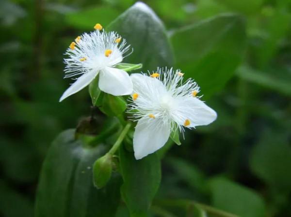 紫露草一一積極樂觀