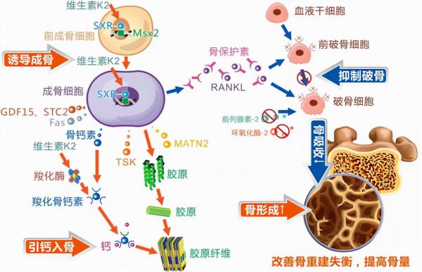 愛吃肉的人和愛吃素的人,誰更加健康?科學研究給了答案 愛吃肉的人和愛吃素的人,誰更加健康?科學研究給了答案