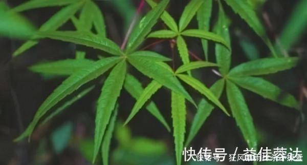 4種滅絕後仍存在的生物，其中五小葉槭為中國獨有