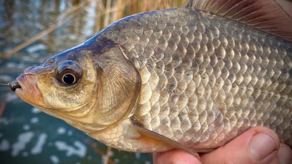 如何尋找魚窩，教你三種快速找到魚窩技巧，在魚窩裡釣魚事半功倍