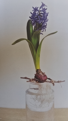 球根植物怎麼養？教你水培風信子