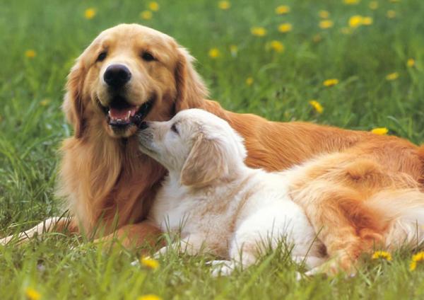 為什麼很多寵主，都不願意把狗狗送去寄養？原因有幾個