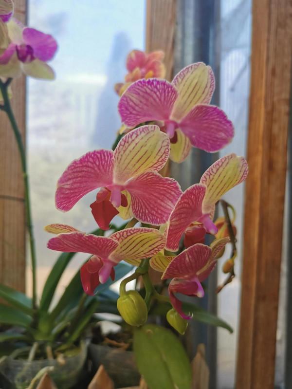 蝴蝶蘭花兒開，美好又可愛