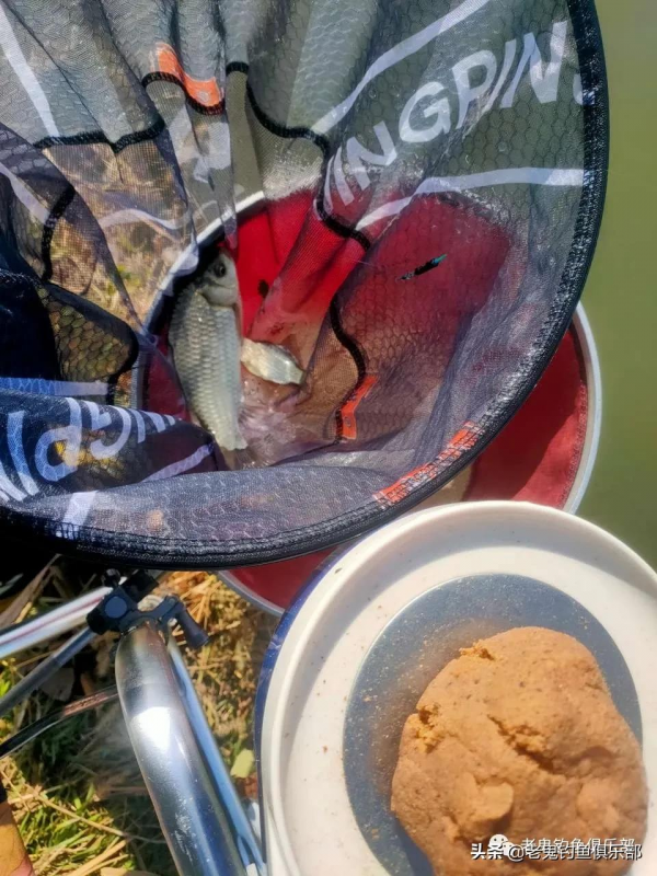 首試老鬼新品鮮蚯蚓·拉，大小通殺，乃神餌也