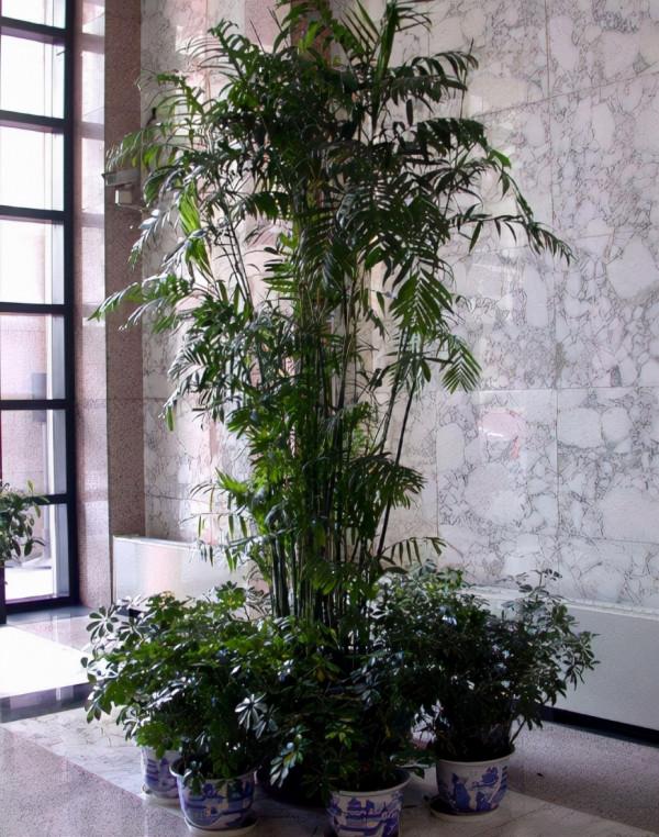 嫌廁所“臭味濃”不衛生，不如養一些“吸臭植物”，能輕鬆解決