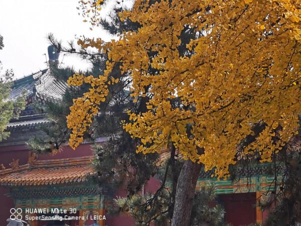 靜心齋的秋色 靜心齋的秋色