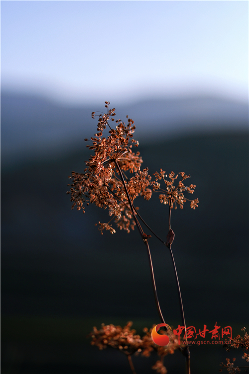 蘭州馬坡：看煙火人間醉美秋色