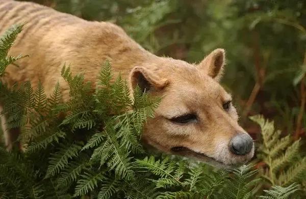 世界上最稀有的動物:袋狼,幾度滅絕又起死回升 世界上最稀有的動物:袋狼,幾度滅絕又起死回升