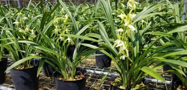 “18種”勤花勤苗的蘭花，價格不貴好養活，香味濃郁開品漂亮