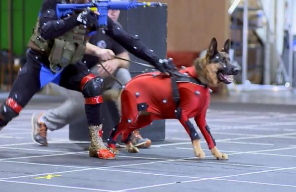 為動物進行動作捕捉有多難？